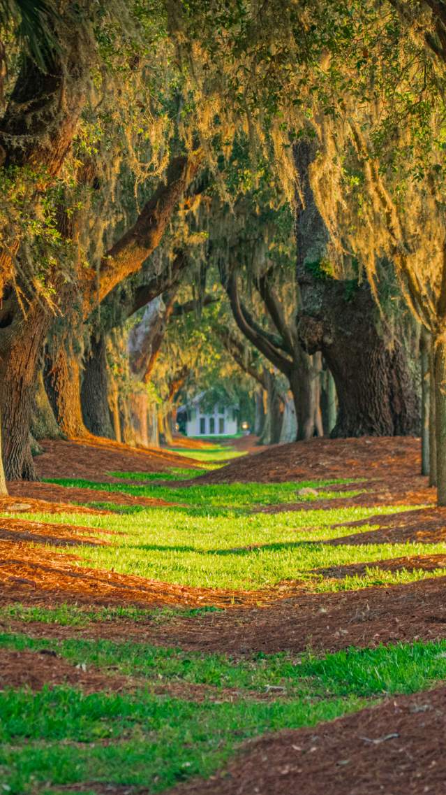 The Avenue of the Oaks is a tunnel of live oak trees on St. Simons Island, GA.