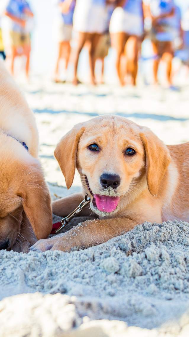 Dogs on the beach in the Golden Isles