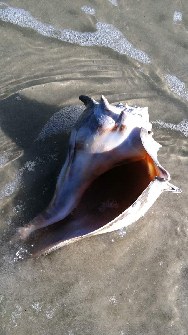 The knobby whelk is the official state shell of Georgia