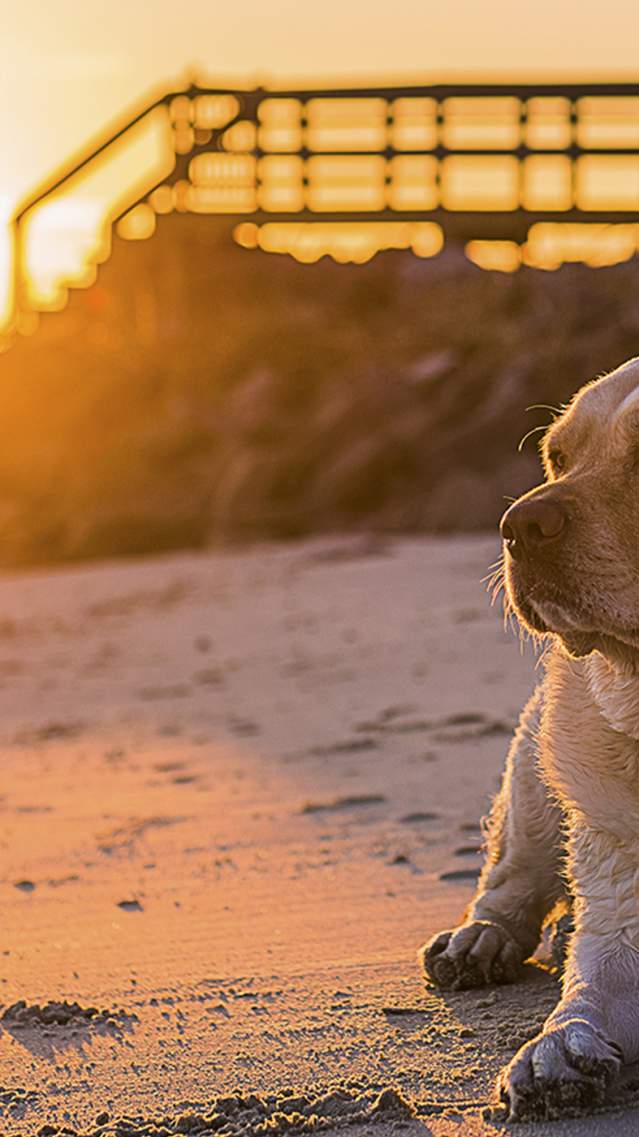 A Yellow Lab relaxes on a Golden Isles beach at sunset.