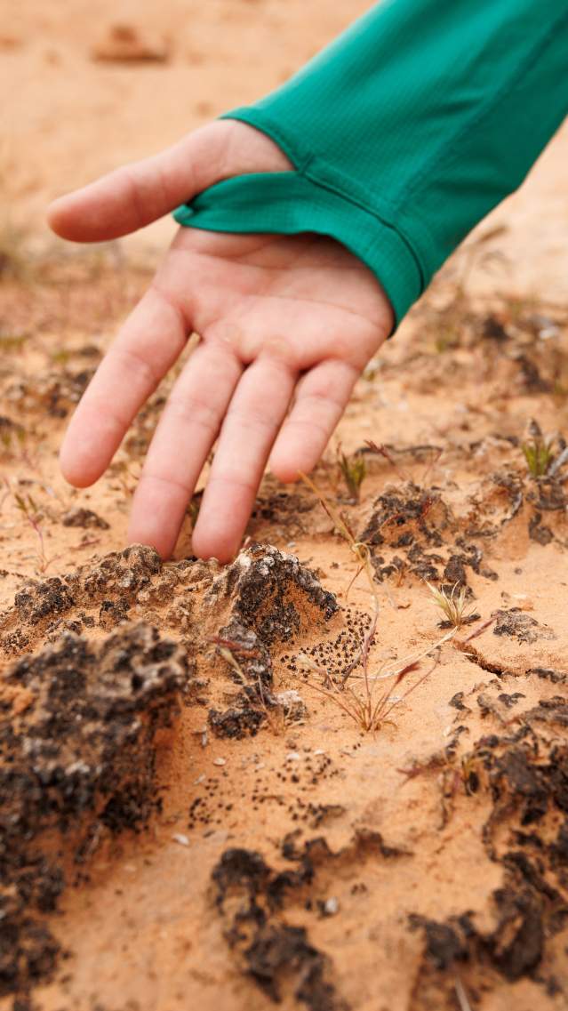 Person pointing out what biocrust looks like