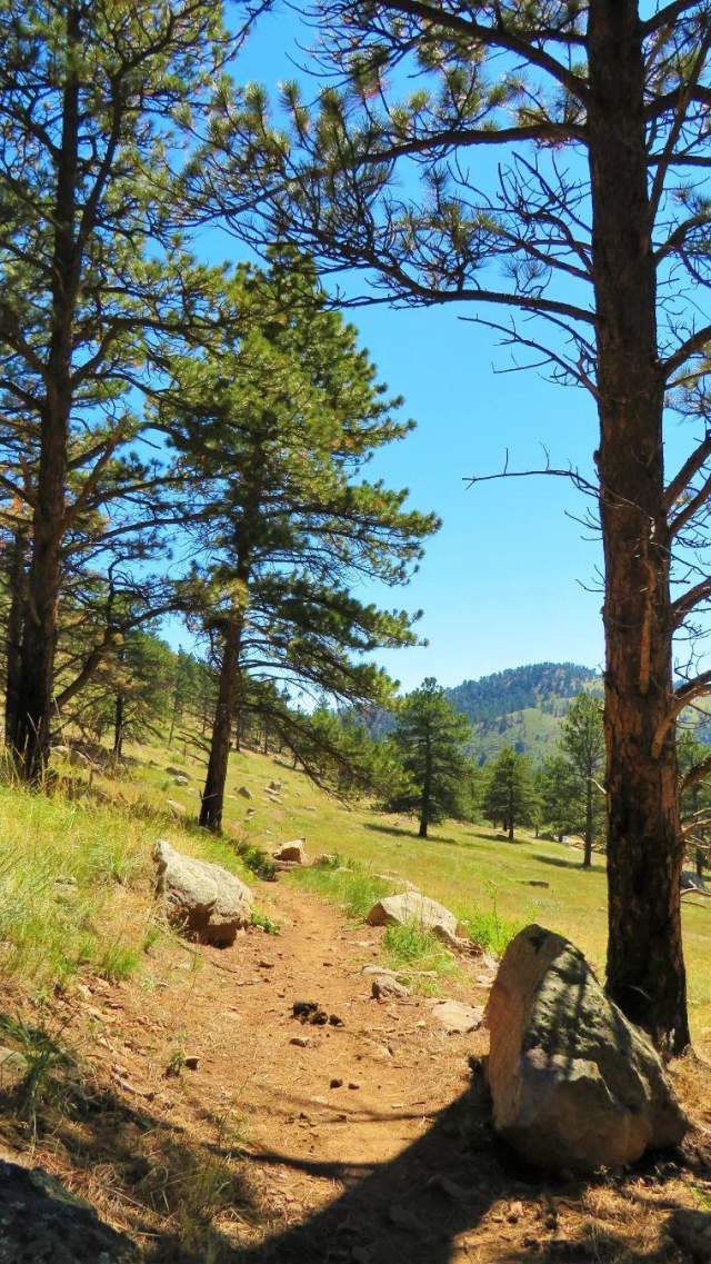 Sunny image of trees at Heil Ranch