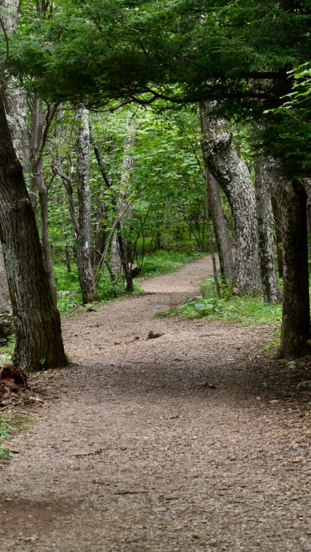 Trail head in the woods