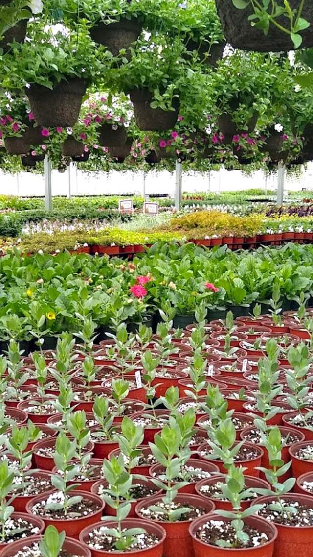 Yoder's Greenhouse