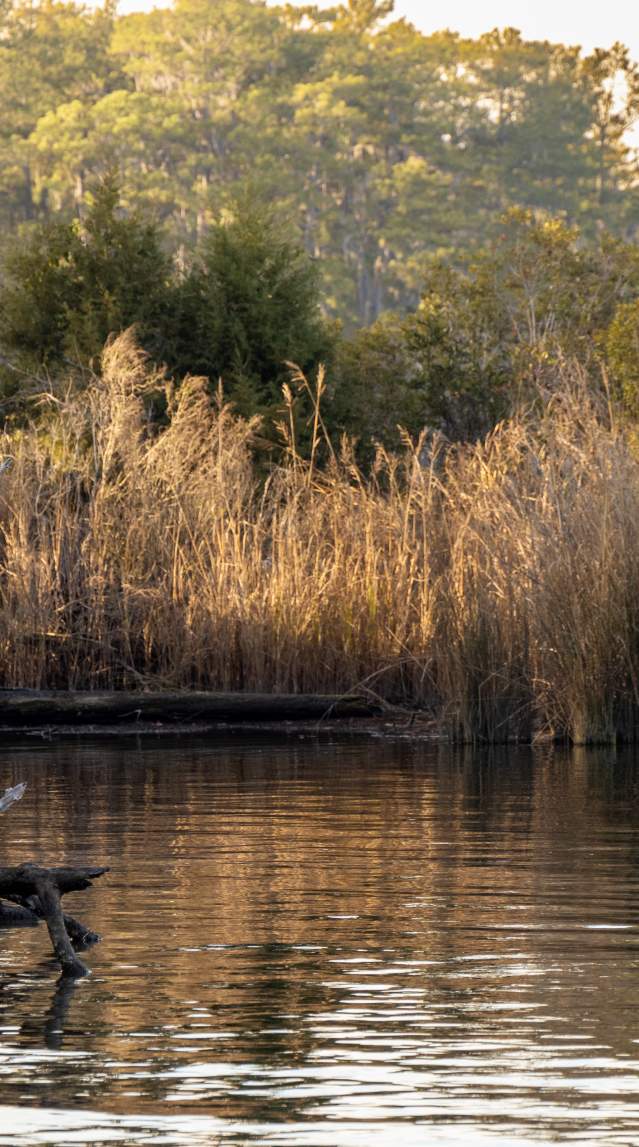 Goose Creek State Park