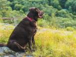 Dog Friendly Guide to Highlands, NC