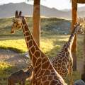Living Desert Zoo & Gardens