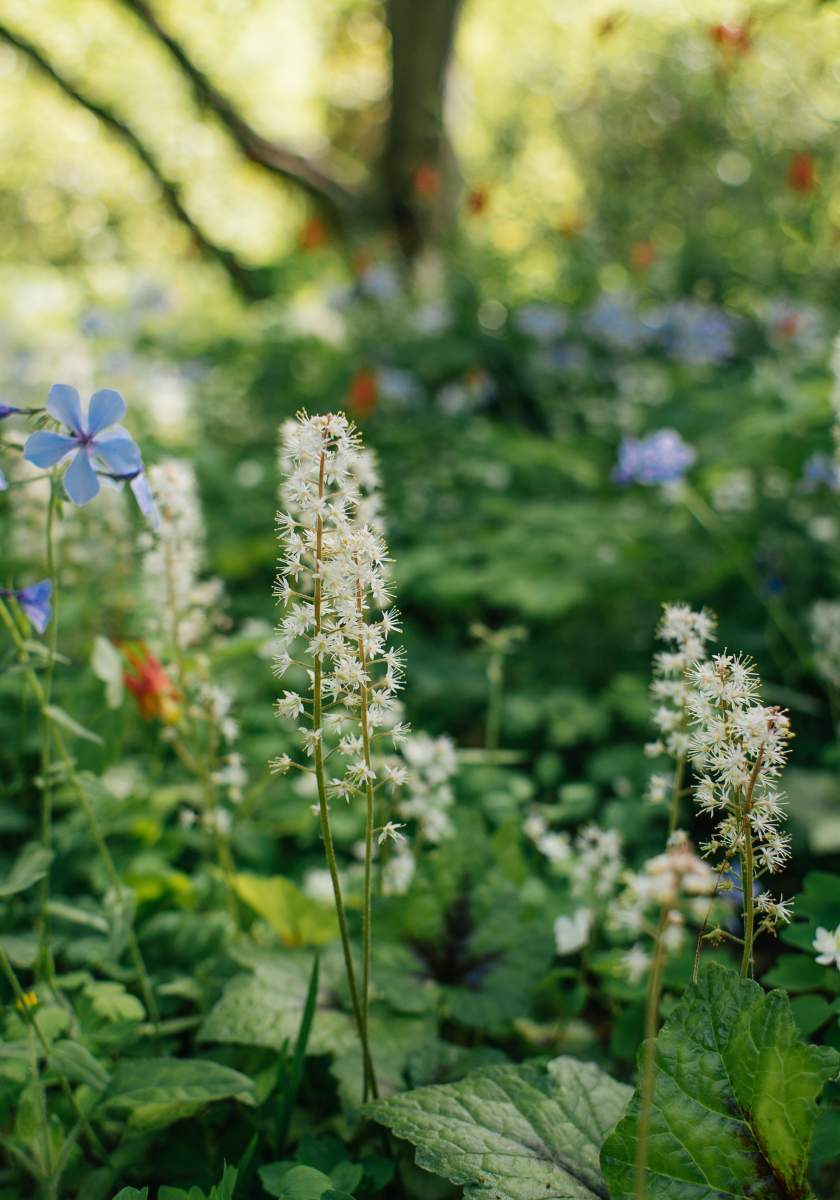 Mt Cuba Wild Flower Celebration