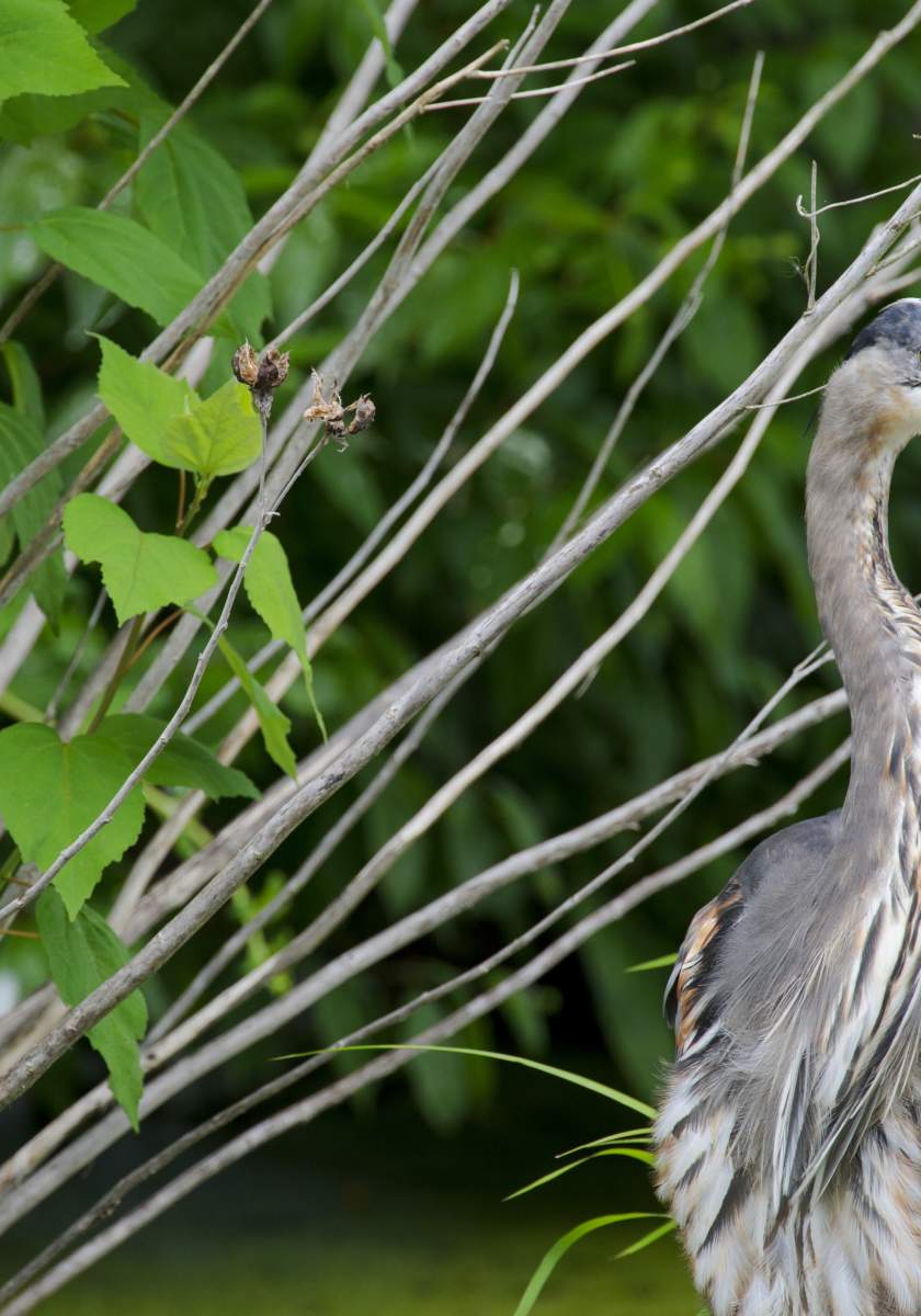 Bird at Bombay Hook