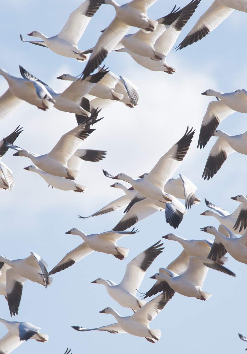 Bombay Hook Bird Flock