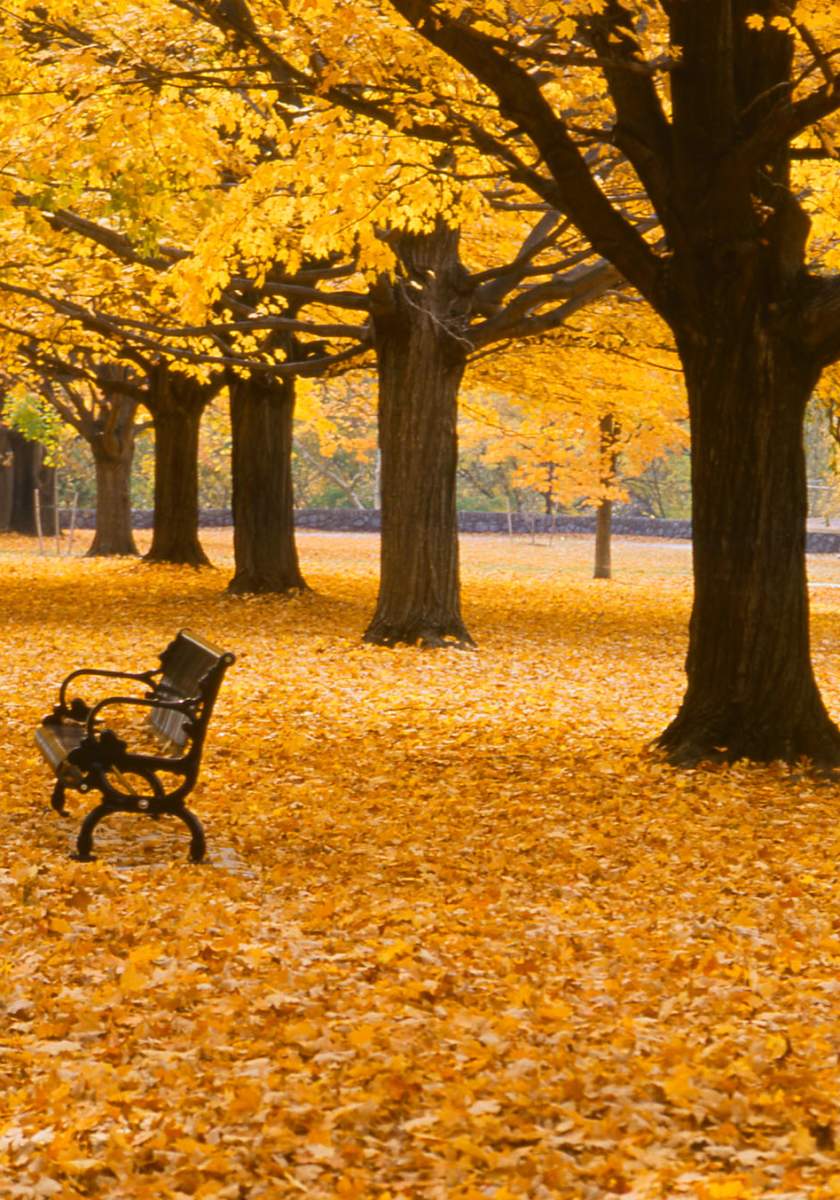 Fall in Brandywine Park