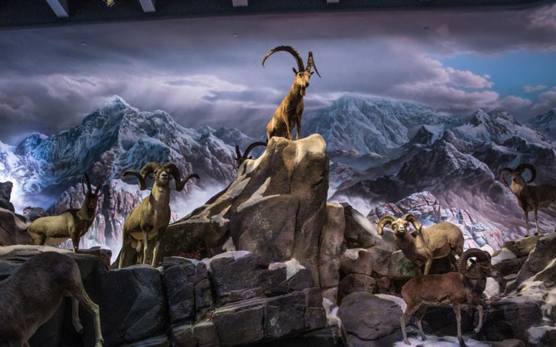 Wonders of Wildlife Sheep Exhibit
