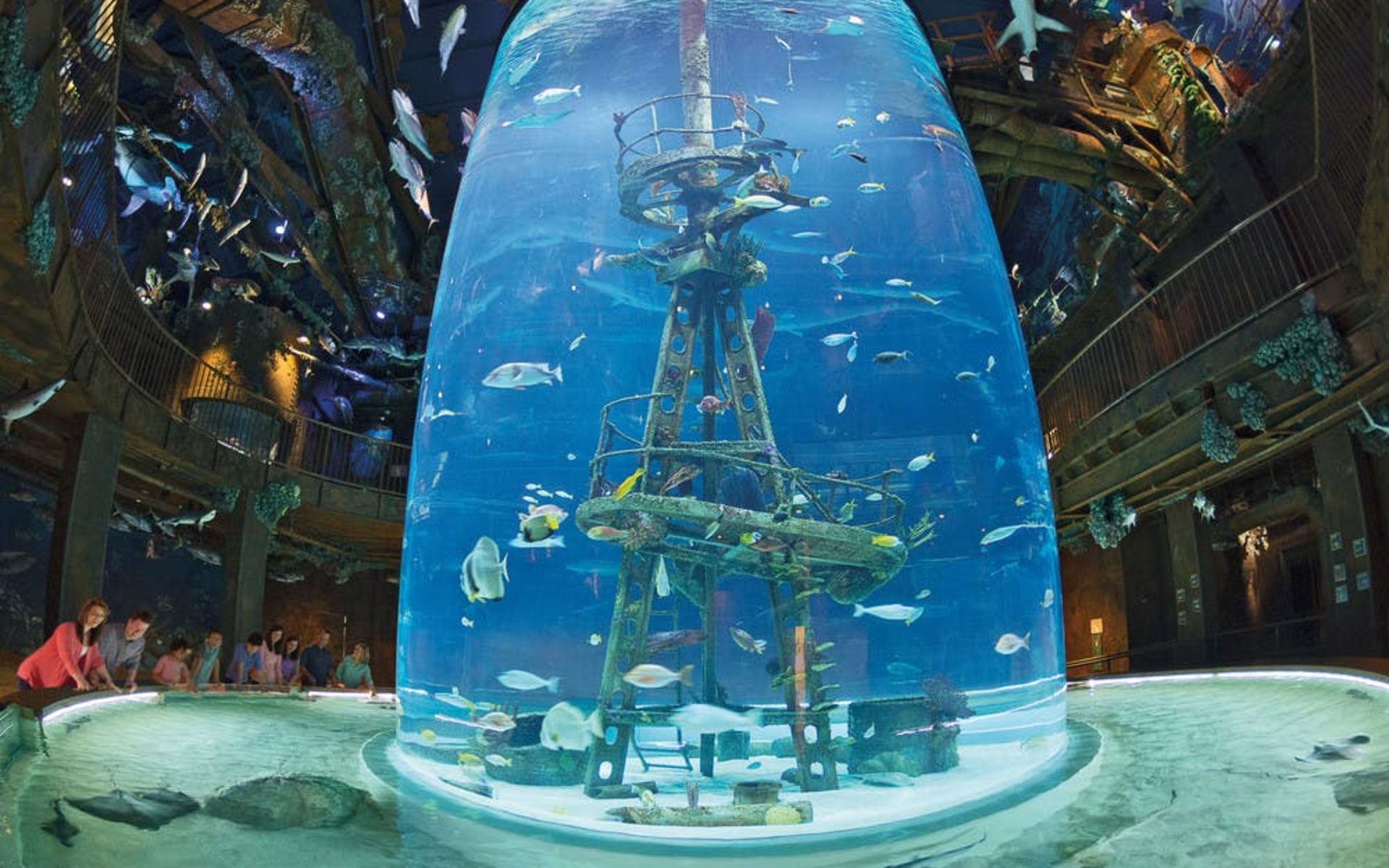 Wonders of Wildlife Shipwreck Aquarium