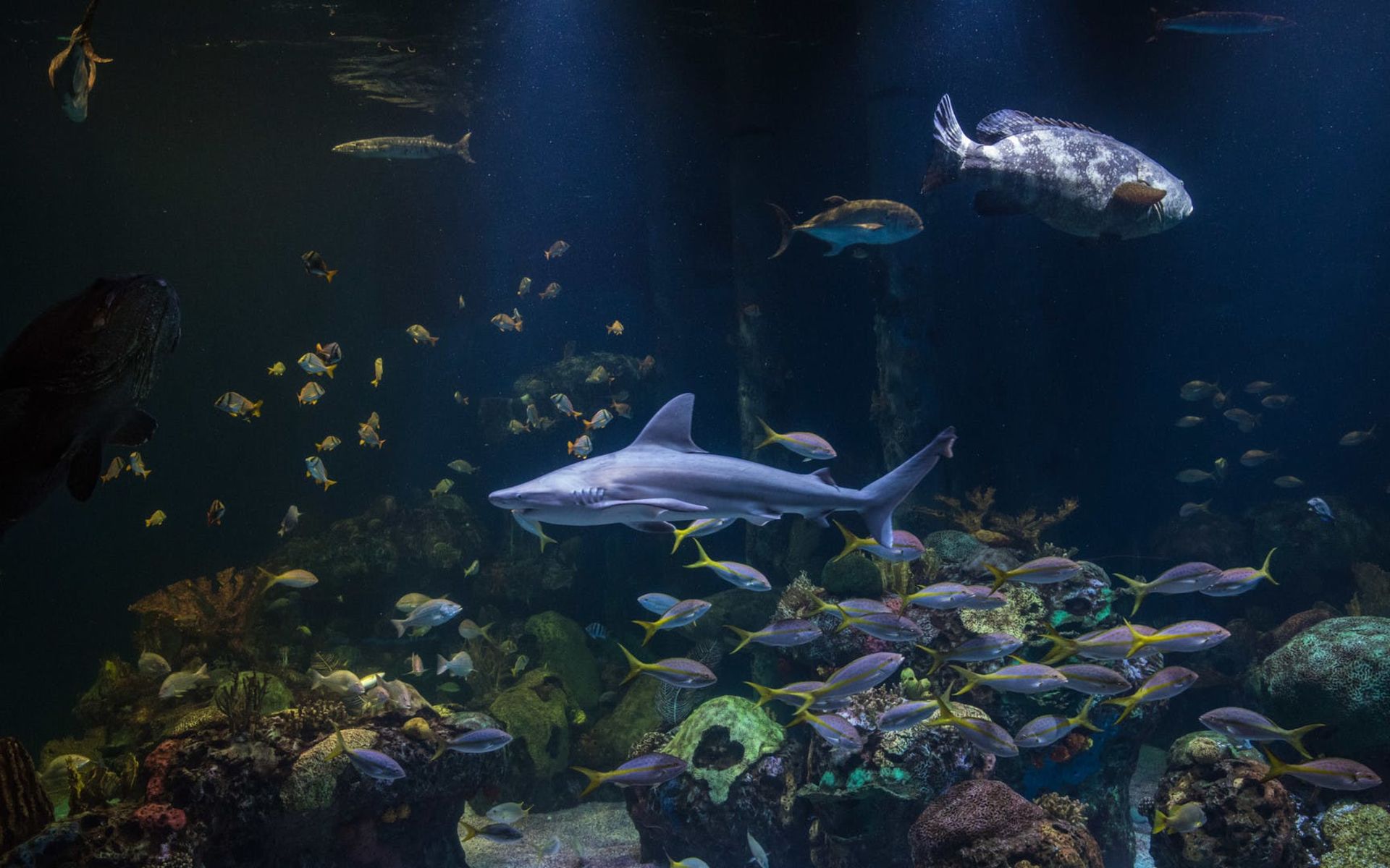 Wonders Of Wildlife National Museum & Aquarium