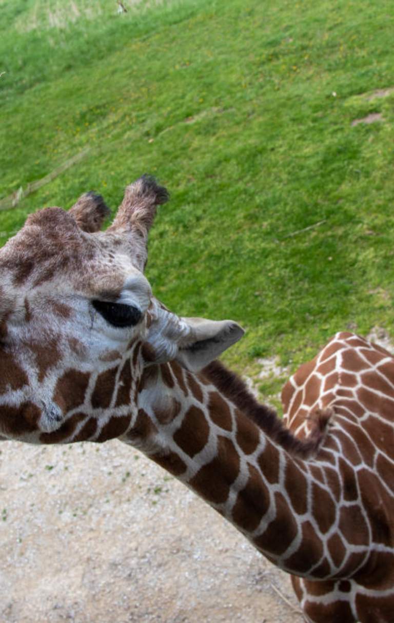 Meet these cute animals at Binder Park Zoo