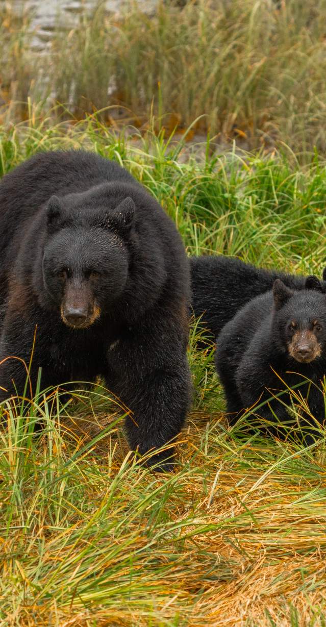 Black Bear and Cubs 2025