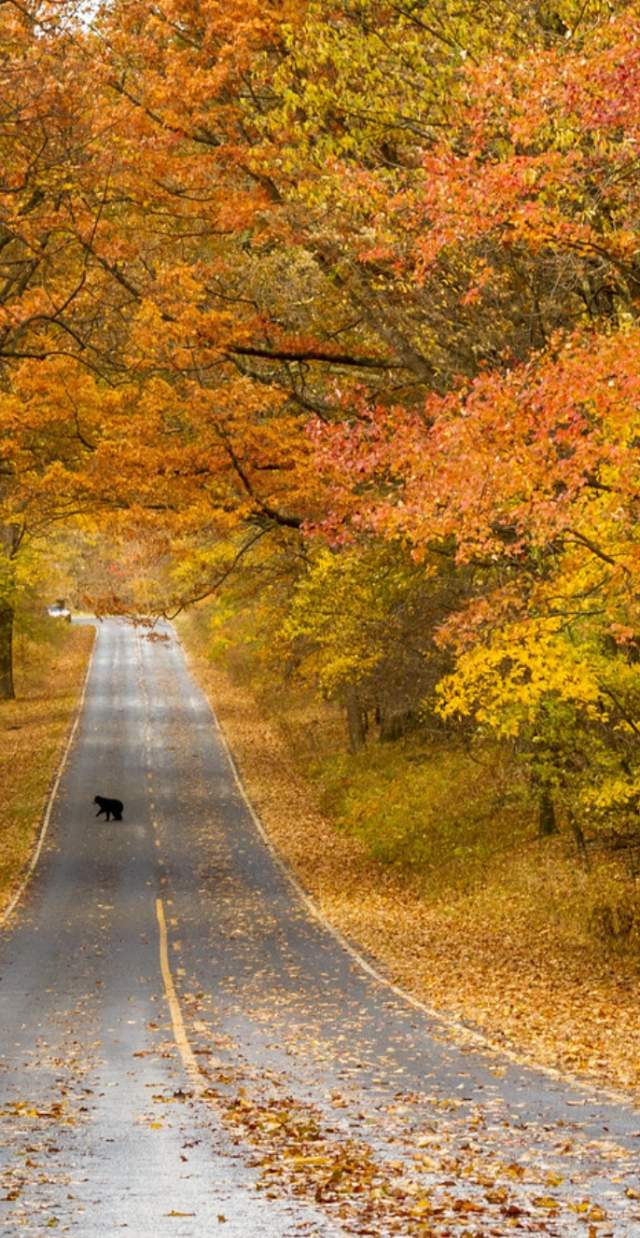 Fall road with bear crossing in distance