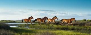 Cape Lookout - Horses Running