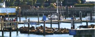 Fun Things To Do On Pier 39 (Best Pier 39 Attractions!) – Planning Away
