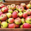 Festive Forks: Discover the Best Local Farms