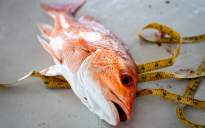 snapper-offshore-fishing