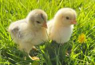 Easter Extravaganza & Baby Cuddle Days