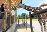 World Giraffe Day