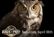 Birds of Prey Day