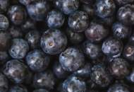 Blueberry Picking Open for the Season!