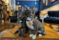 Galentine's Night at The Scratching Post Cat Cafe