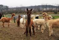 Visit the Alpacas - See the New Store and Venue
