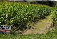 Corn Maze, Hay Rides, and More!