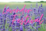 Lavender Festival 2025