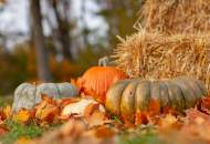 Fall Fun at Kohl's Stony Hill Tree Farm