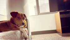 dog relaxing in the hotel room