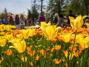 A photo of yellow tulips at the Albany Tulip Fest in Washington Park