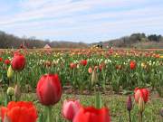 A field of colorful tulips at Kelder's Farm