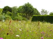 Meadow at the University of Bristol Botanic Garden, credit University of Bristol Botanic Garden