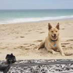 The best dog beaches in Perth