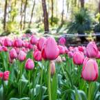 Your Perfect Spring Day in Perth Hills