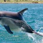Best places to spot dolphins in Perth