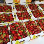 Strawberry picking across Perth: your ultimate guide