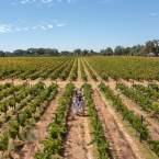 2026 Swan Valley Wine Show celebrates region's winemakers