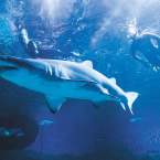 AQWA welcomes 10 millionth visitor milestone