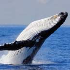 Whale Watch Western Australia new winter tours