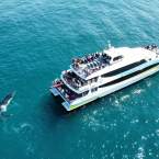Whale Watching Perth expands to daily tours