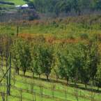 Your Guide To Autumn In Perth