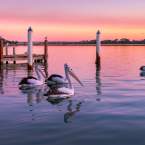 Perth's birds and where to find them