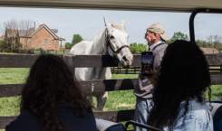 Old Friends at Dream Chase Farm