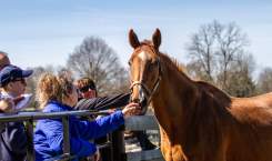 Visit Horse Country